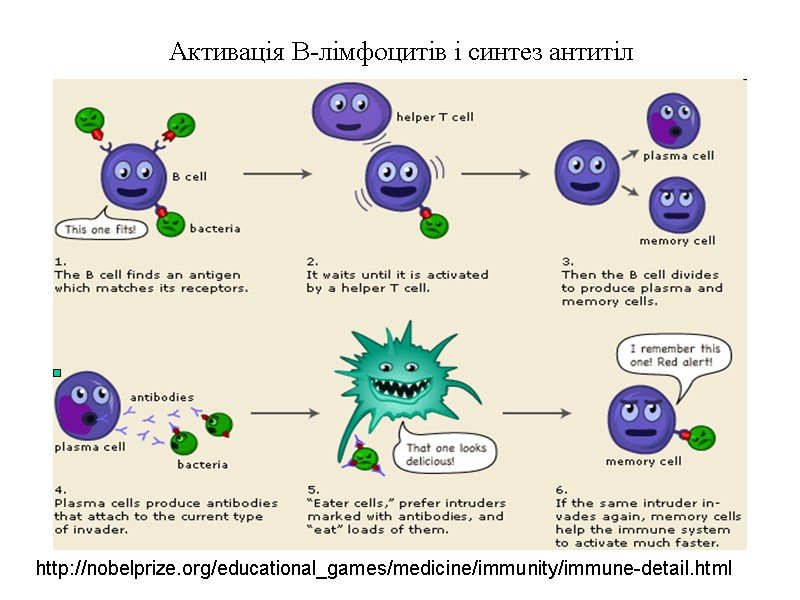 Активація В-лімфоцитів і синтез антитіл http://nobelprize.org/educational_games/medicine/immunity/immune-detail.html